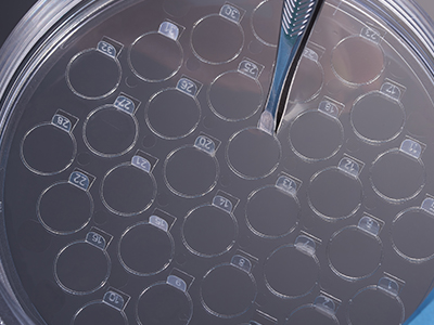 細(xì)胞爬片柄成一定角度翹起，方便操作者直接夾取