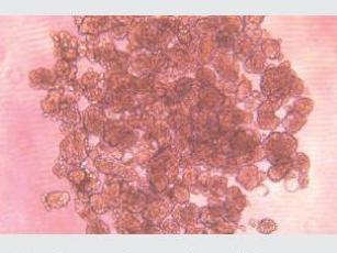 經(jīng)不同細(xì)胞培養(yǎng)測(cè)試驗(yàn)證，表面幾乎無細(xì)胞貼壁，可快速實(shí)現(xiàn)可重復(fù)、一致、可靠的細(xì)胞球培養(yǎng)